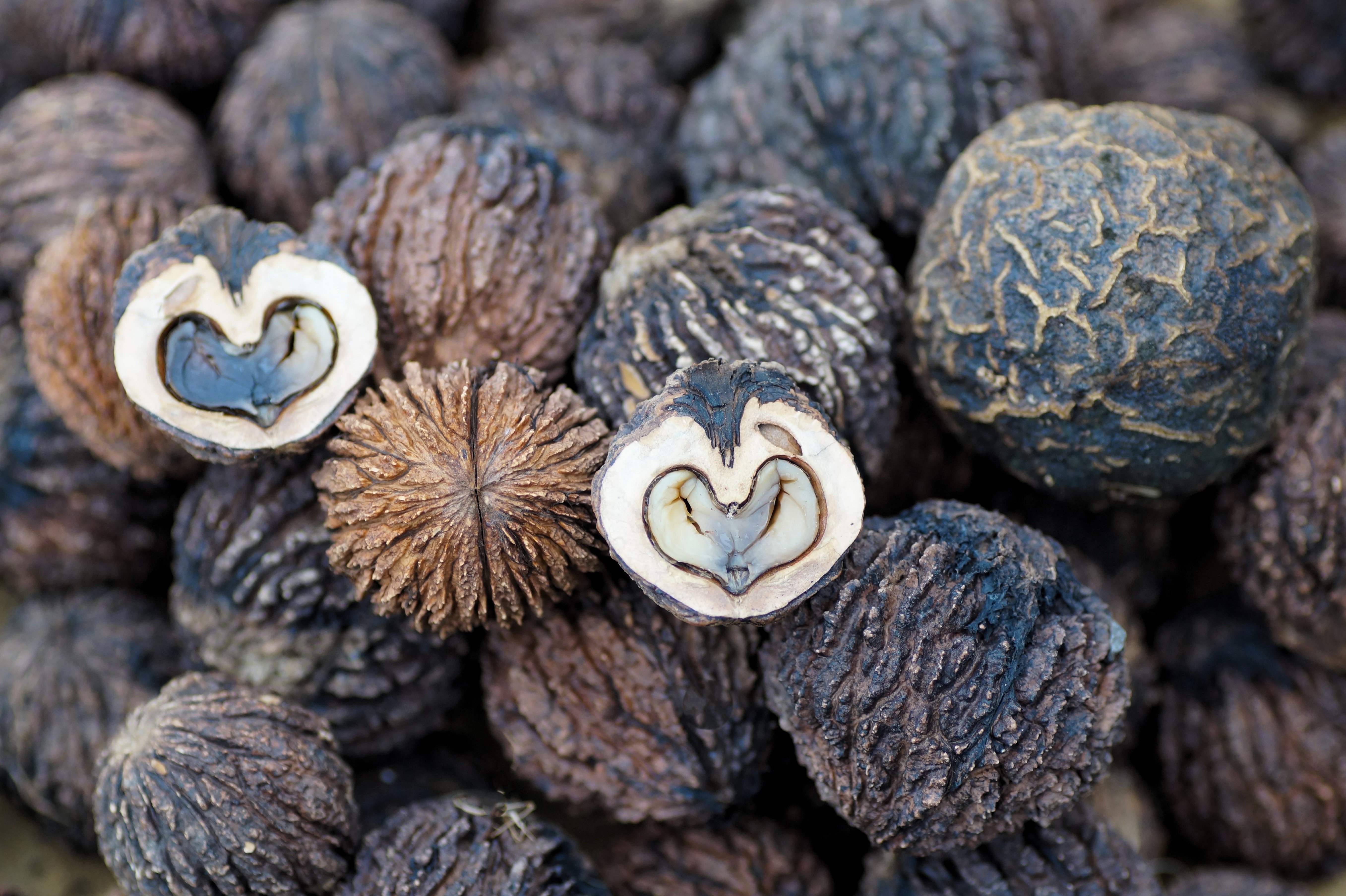 Black Walnut nuts and leaves